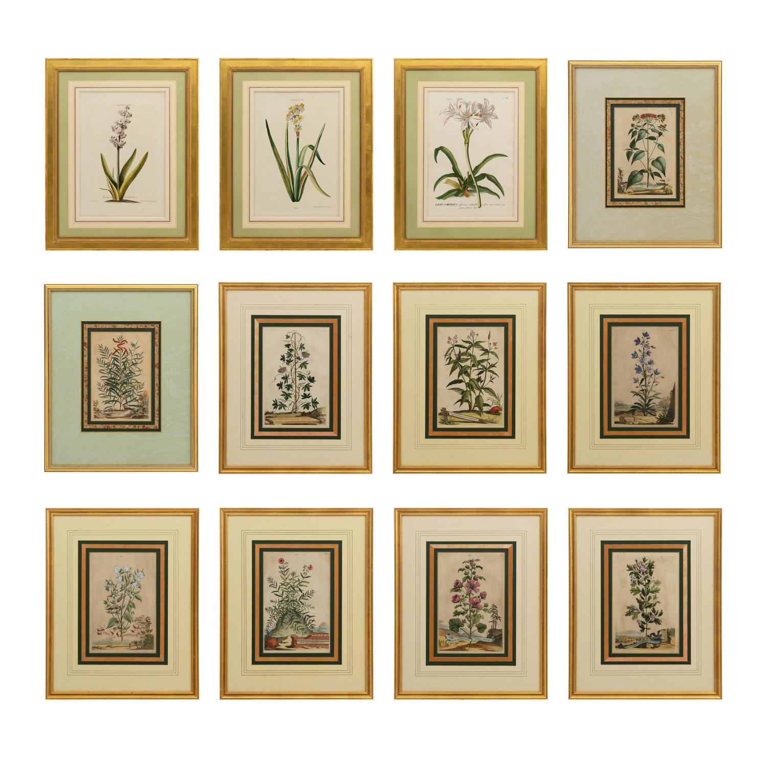 A Collection of Ten Abraham Munting Botanical Engravings from Naauwkeurige Beschryving Der Aardgewassen (1696)