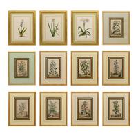 A Collection of Ten Abraham Munting Botanical Engravings from Naauwkeurige Beschryving Der Aardgewassen (1696)