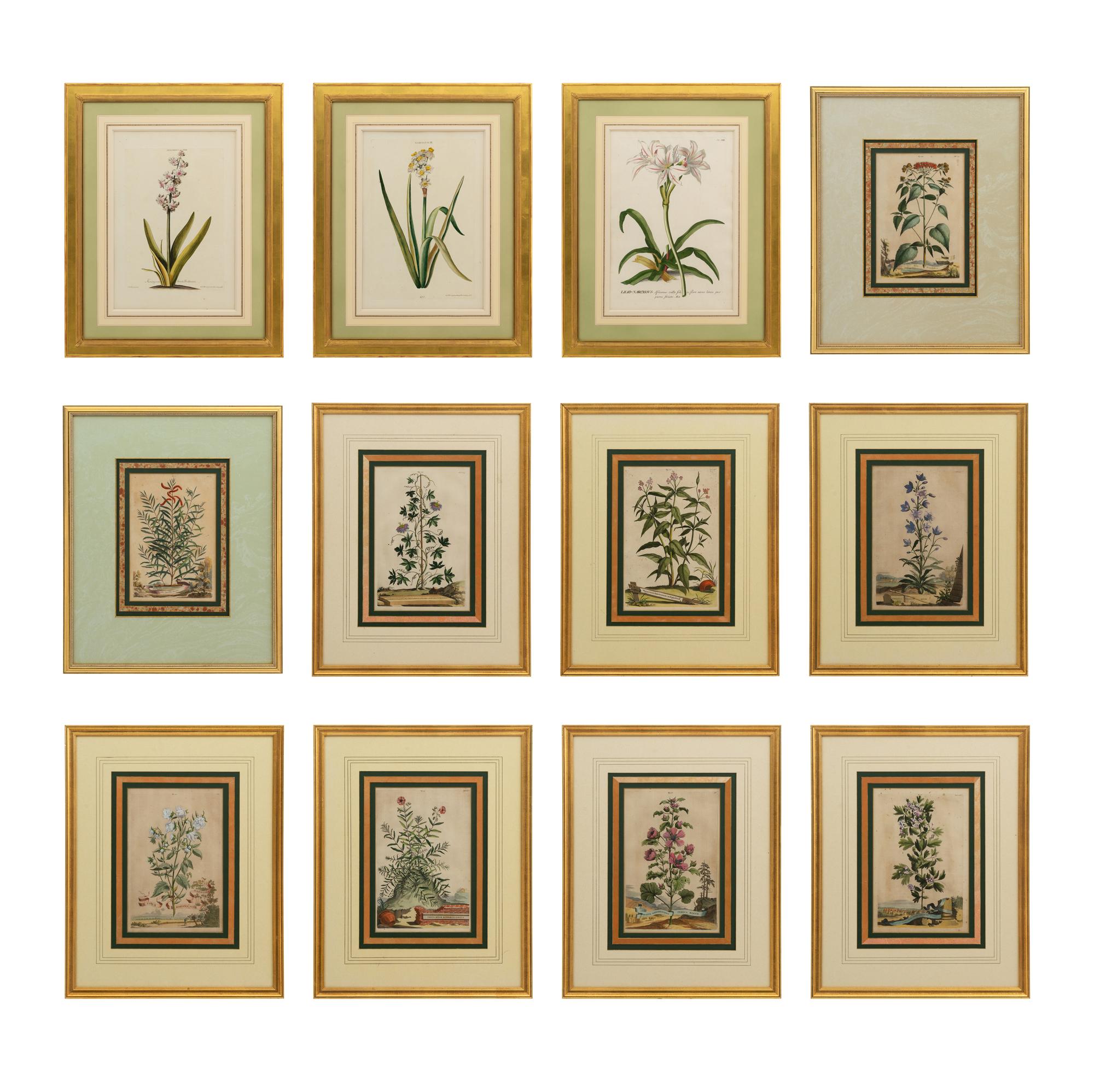 A Collection of Ten Abraham Munting Botanical Engravings from Naauwkeurige Beschryving Der Aardgewassen (1696)