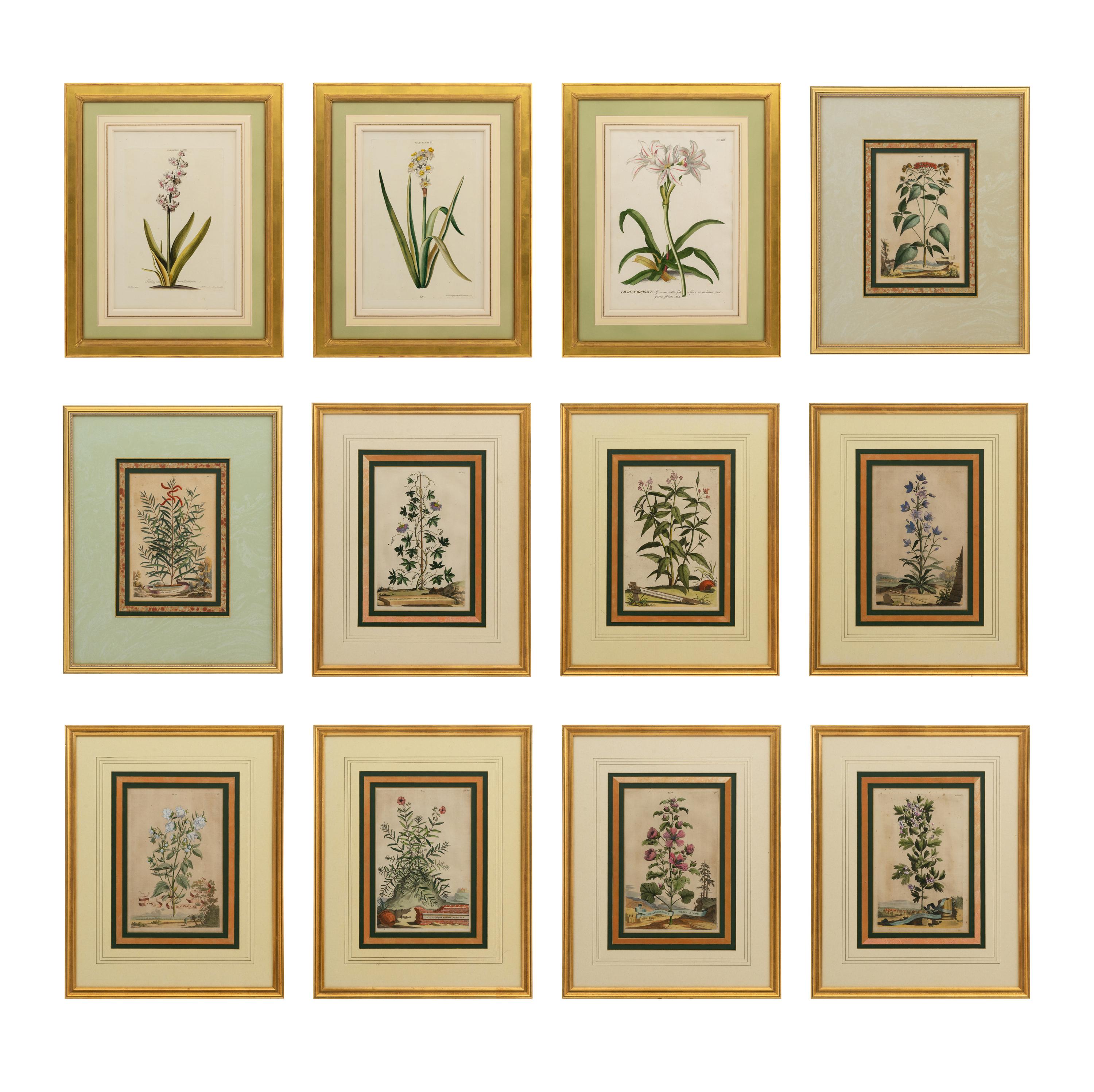 A Collection of Ten Abraham Munting Botanical Engravings from Naauwkeurige Beschryving Der Aardgewassen (1696)