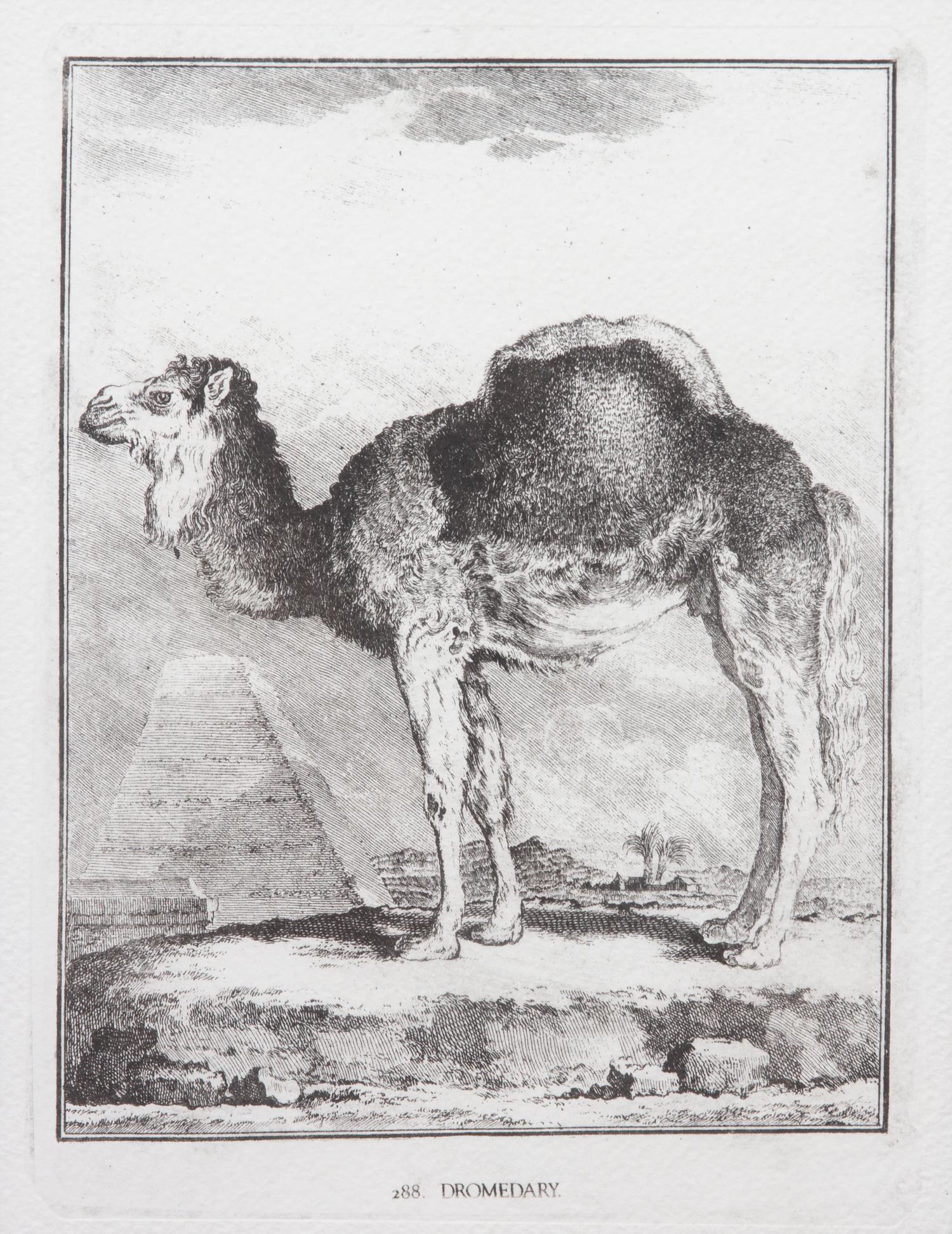 A Collection of Twenty Framed Black & White Animal Prints Framed size 21 3/4 x 19 1/2 inches. — 20TH CENTURY