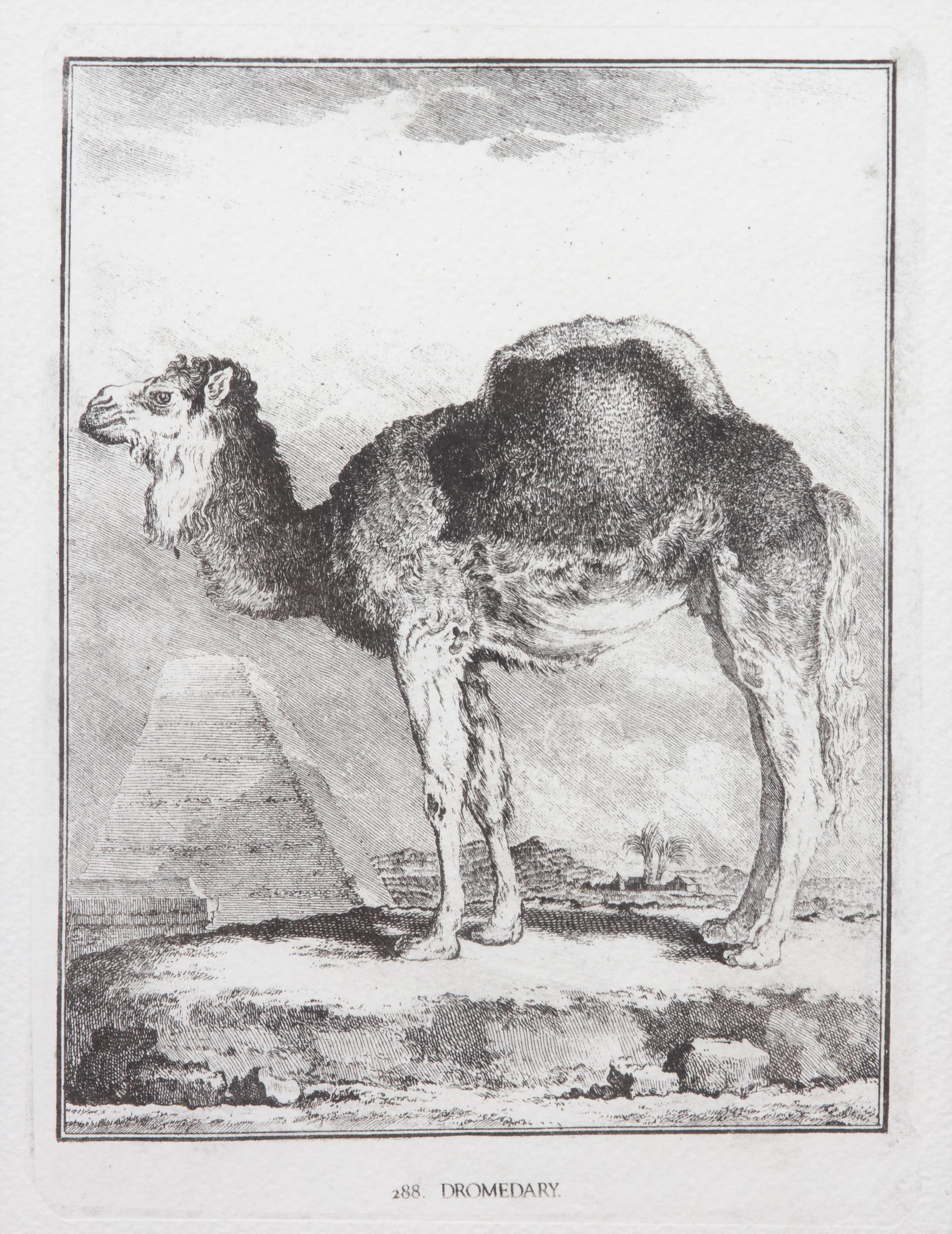 A Collection of Twenty Framed Black & White Animal Prints Framed size 21 3/4 x 19 1/2 inches. — 20TH CENTURY