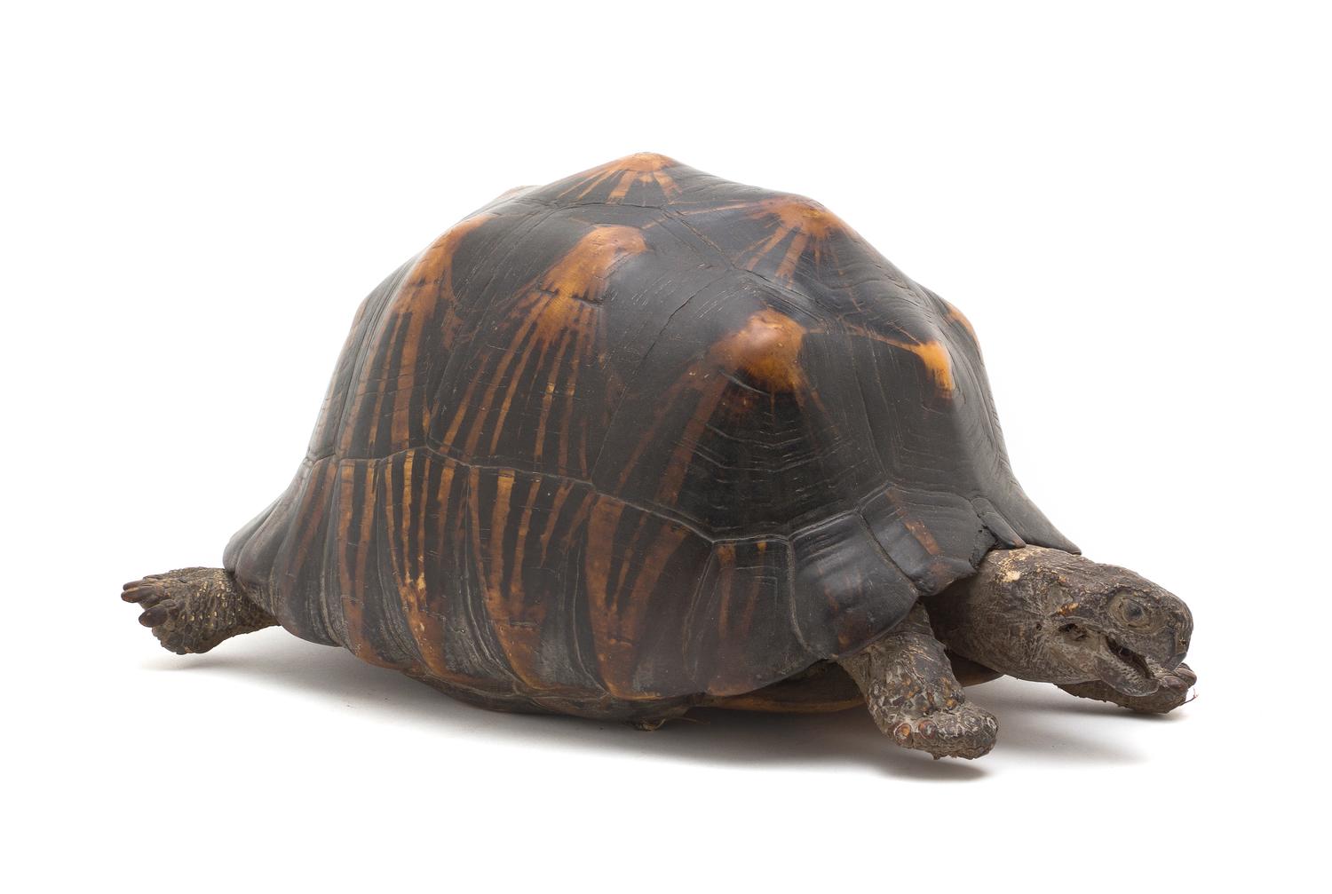 A Taxidermy Turtle Mount, Length 14 inches.