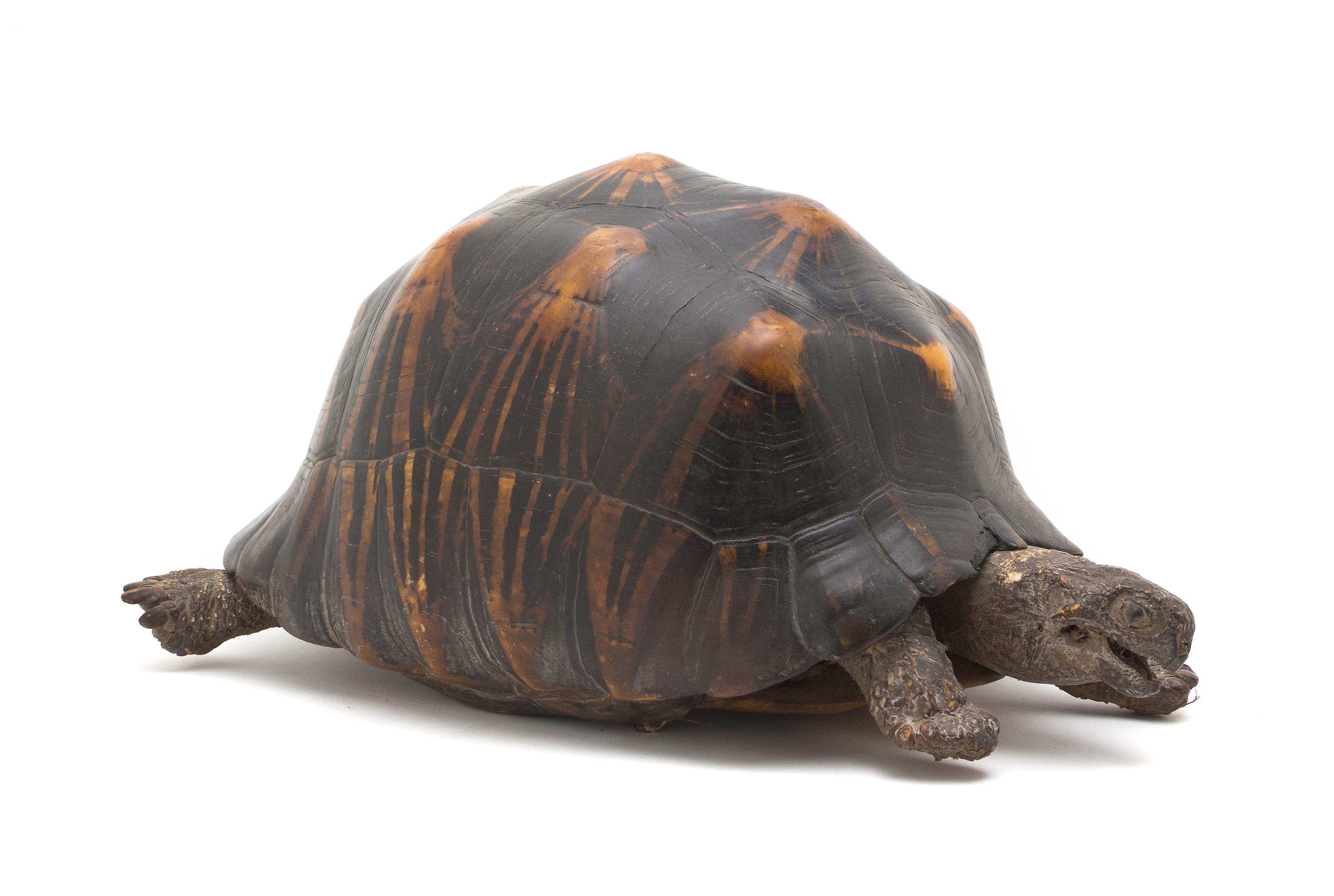 A Taxidermy Turtle Mount, Length 14 inches.