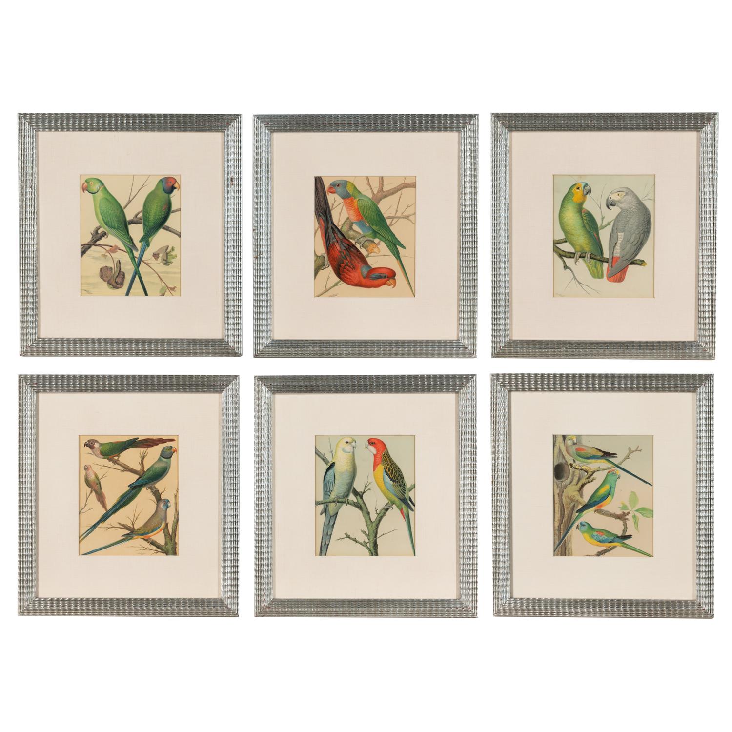 The Illustrated Book of Canaries and Cage-Birds, British and Foreign Cassell & Co., Limited: Six Plates