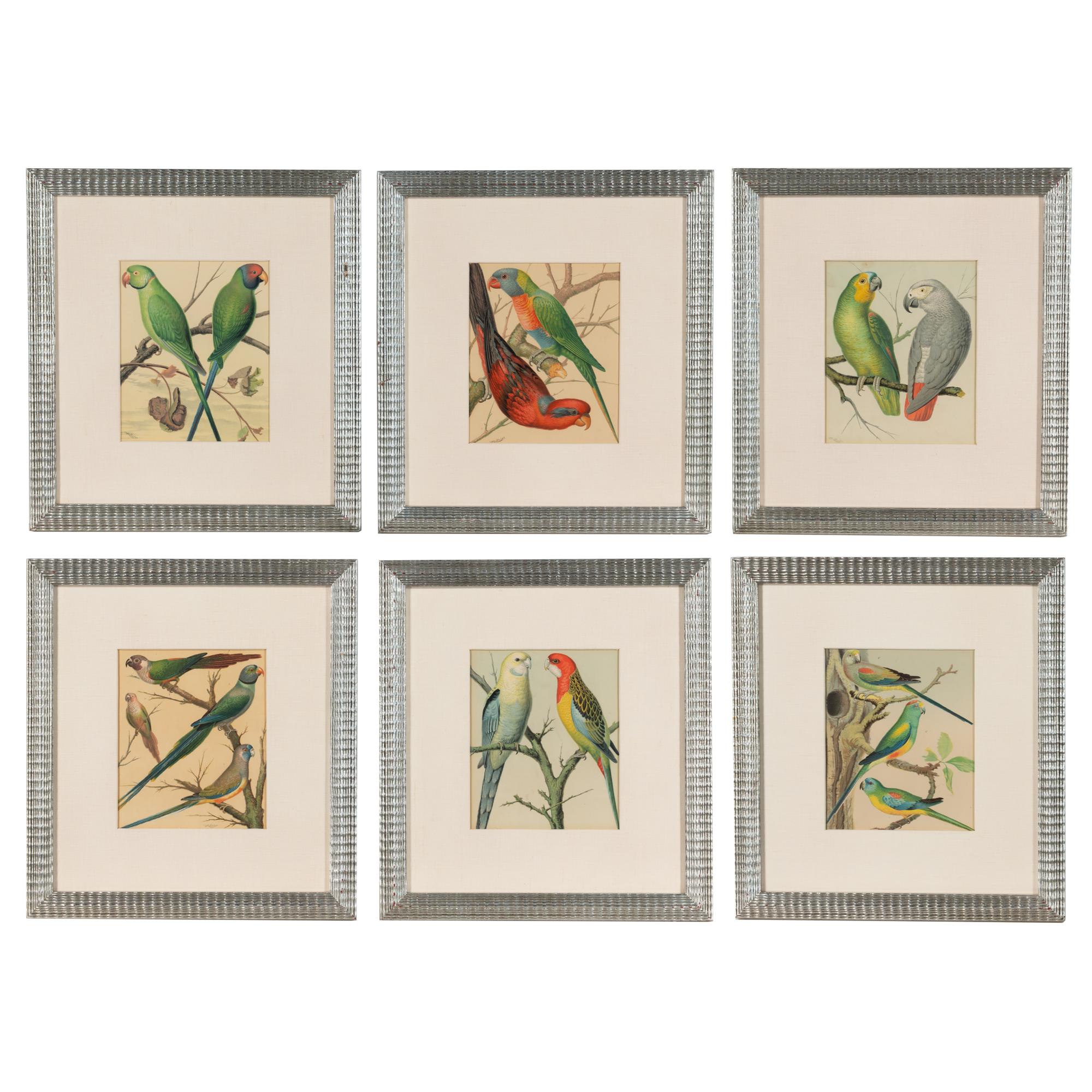 The Illustrated Book of Canaries and Cage-Birds, British and Foreign Cassell & Co., Limited: Six Plates