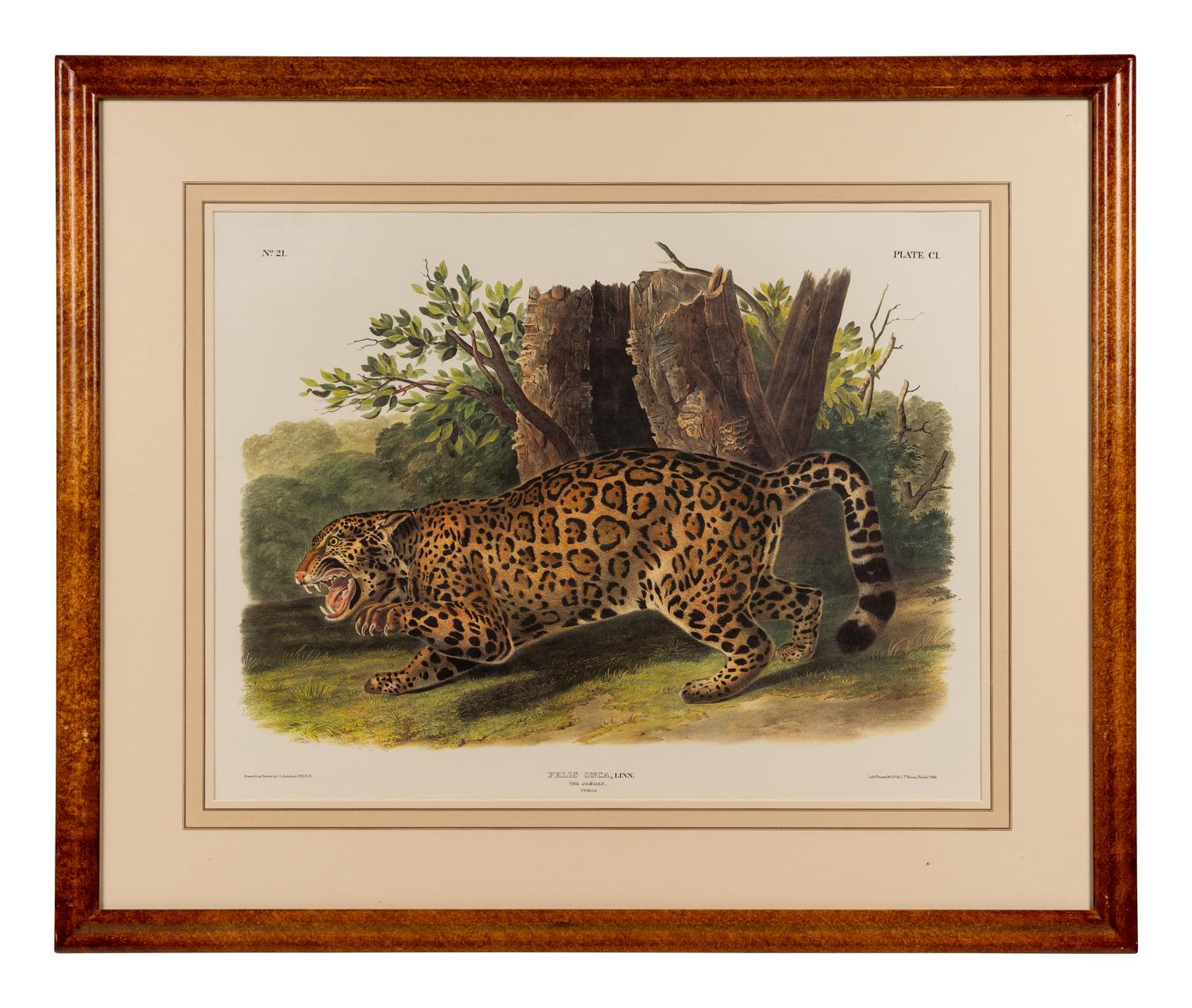 AUDUBON, John James (1785-1851), after Red-breasted Morganser (Plate CCCCI). Mergus Serrator . -- Common or Virginian Deer (Plate CXXXVI). Cervus Virginianus . -- The Jaguar (Plate CI). Felis Onca .--Spotted Grous (Plate CLXXVI). Tetrao Canadensis . -- Raccoon (Plate LXI). Procyon Lotor .