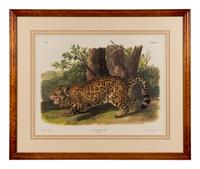 AUDUBON, John James (1785-1851), after Red-breasted Morganser (Plate CCCCI). Mergus Serrator . -- Common or Virginian Deer (Plate CXXXVI). Cervus Virginianus . -- The Jaguar (Plate CI). Felis Onca .--Spotted Grous (Plate CLXXVI). Tetrao Canadensis . -- Raccoon (Plate LXI). Procyon Lotor .