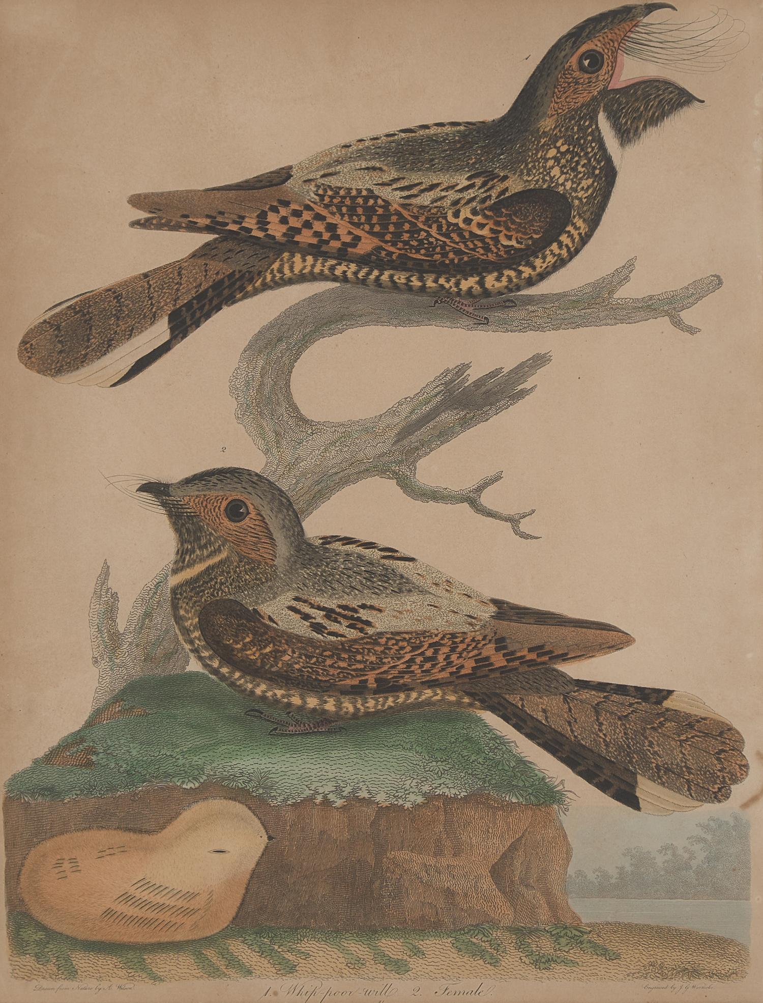 Alexander Lawson (1773-1846) and John G. Warnicke (died 1818), After Alexander Wilson (1766-1813), A Set of Sixteen Hand-Colored Engravings of Various Birds