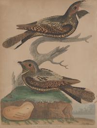 Alexander Lawson (1773-1846) and John G. Warnicke (died 1818), After Alexander Wilson (1766-1813), A Set of Sixteen Hand-Colored Engravings of Various Birds
