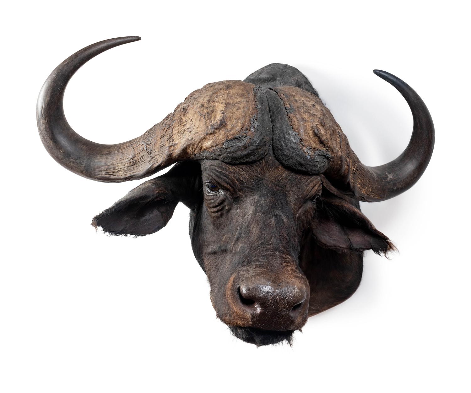 A Shoulder Mount Taxidermy Cape Buffalo