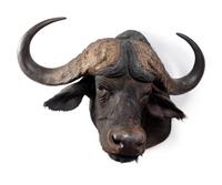A Shoulder Mount Taxidermy Cape Buffalo