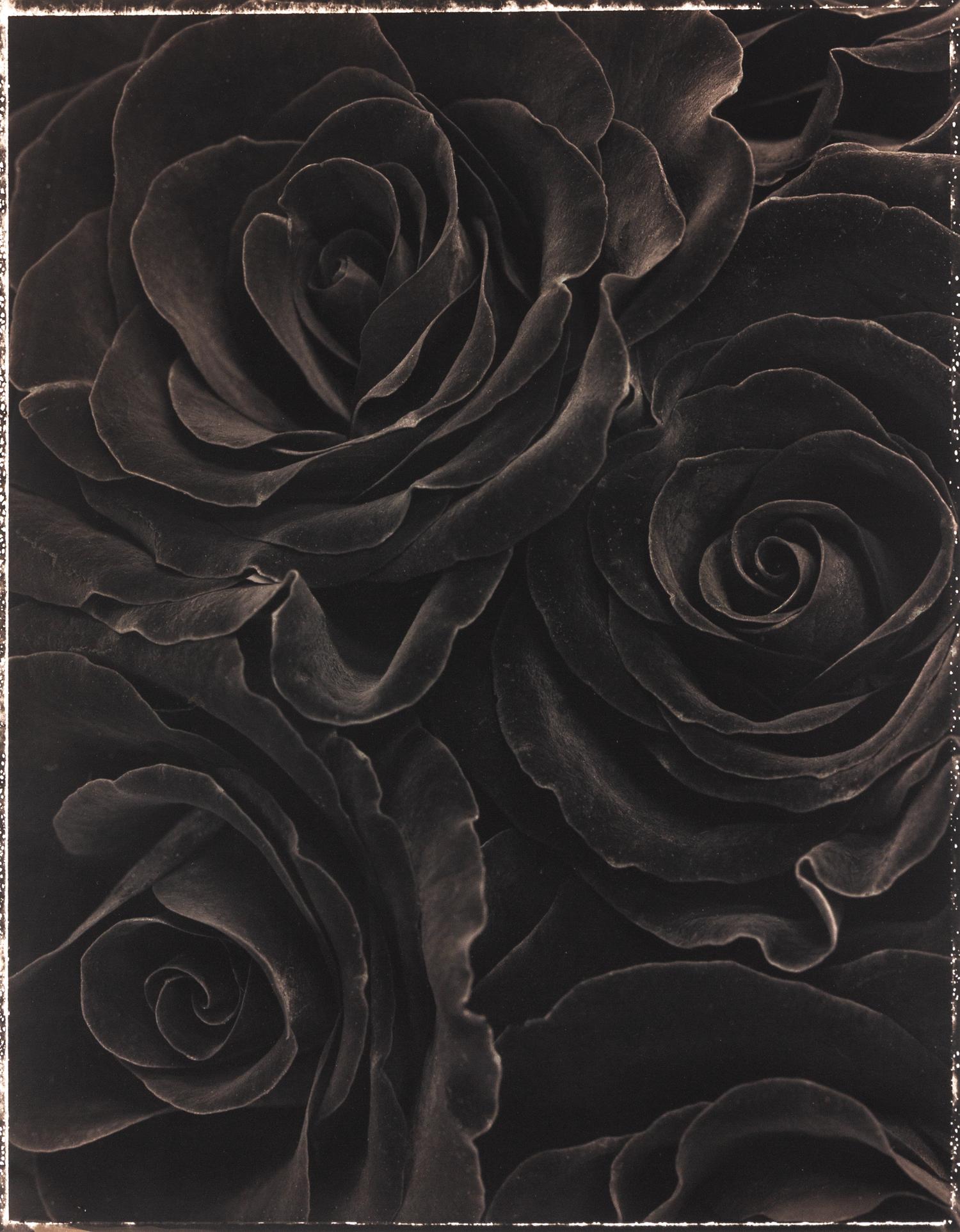 Rosa Black Beauty