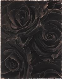 Rosa Black Beauty