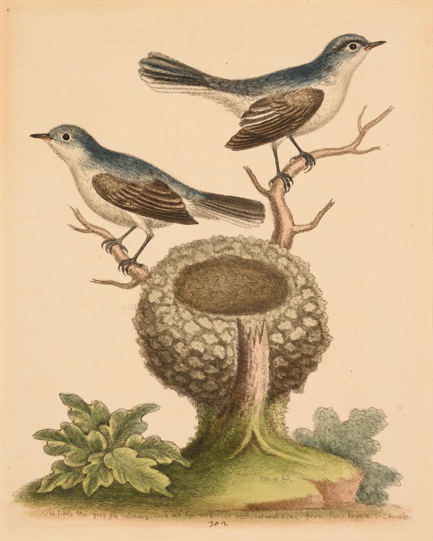 Seven English Hand-Colored Engravings After George Edwards (English, 1694-1773)