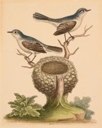 Seven English Hand-Colored Engravings After George Edwards (English, 1694-1773)