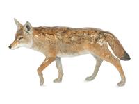 Coyote, edition 32/50