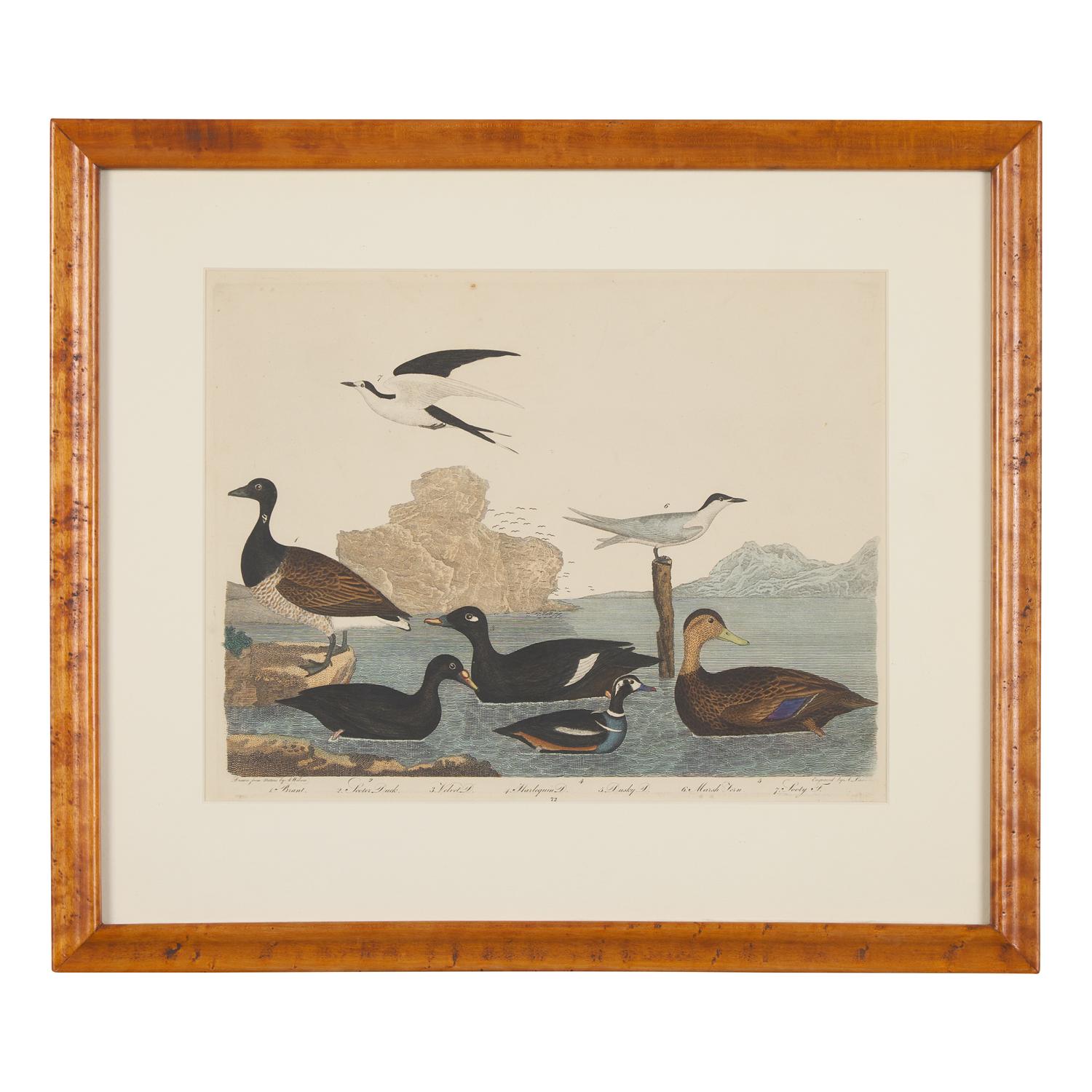 Alexander Lawson (1773-1846) and John G. Warnicke (died 1818), After Alexander Wilson (1766-1813), A Set of Sixteen Hand-Colored Engravings of Various Birds