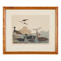Alexander Lawson (1773-1846) and John G. Warnicke (died 1818), After Alexander Wilson (1766-1813), A Set of Sixteen Hand-Colored Engravings of Various Birds