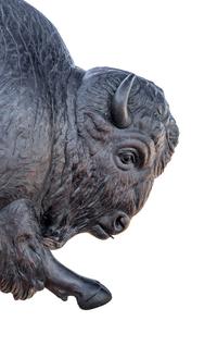 Bull Bison