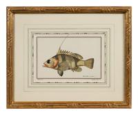 A Pair of Ichthyological Prints After Werner Del Marechal