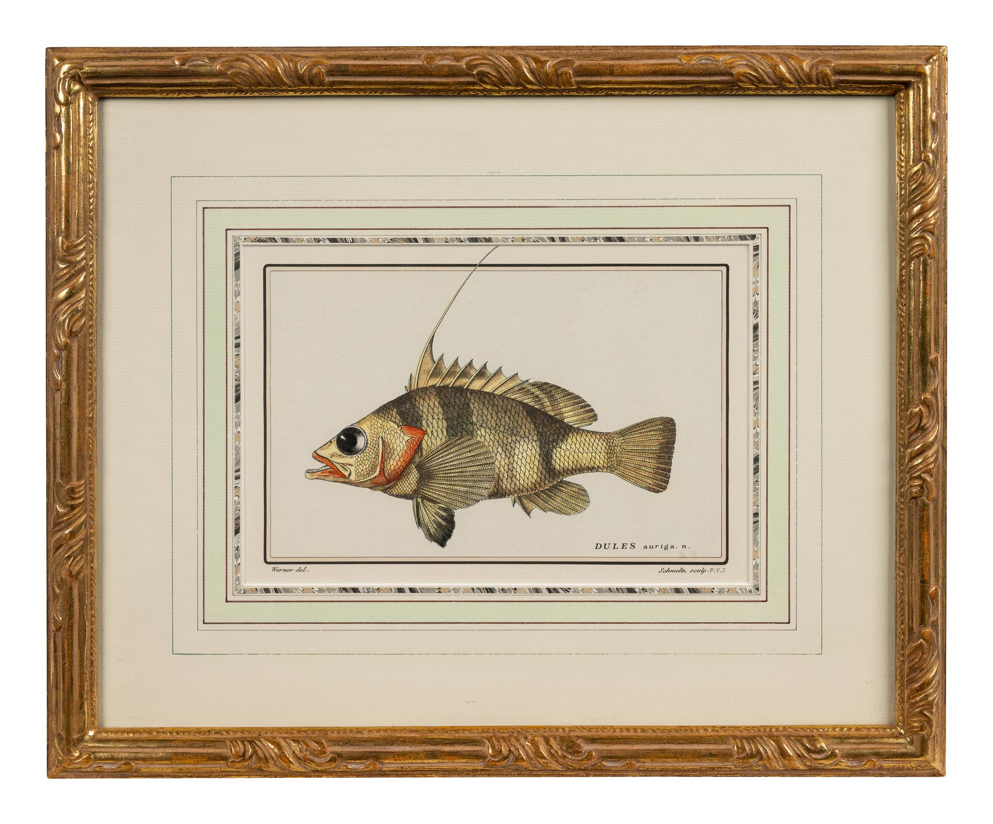 A Pair of Ichthyological Prints After Werner Del Marechal