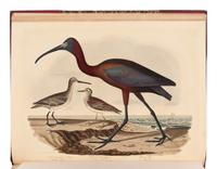 Wilson, Alexander. American Ornithology; or, The Natural History of the Birds of the United States . (With) Bonaparte, Charles Lucian. American Ornithology; Or, the Natural History of Birds Inhabiting the United States. Not Given by Wilson ...