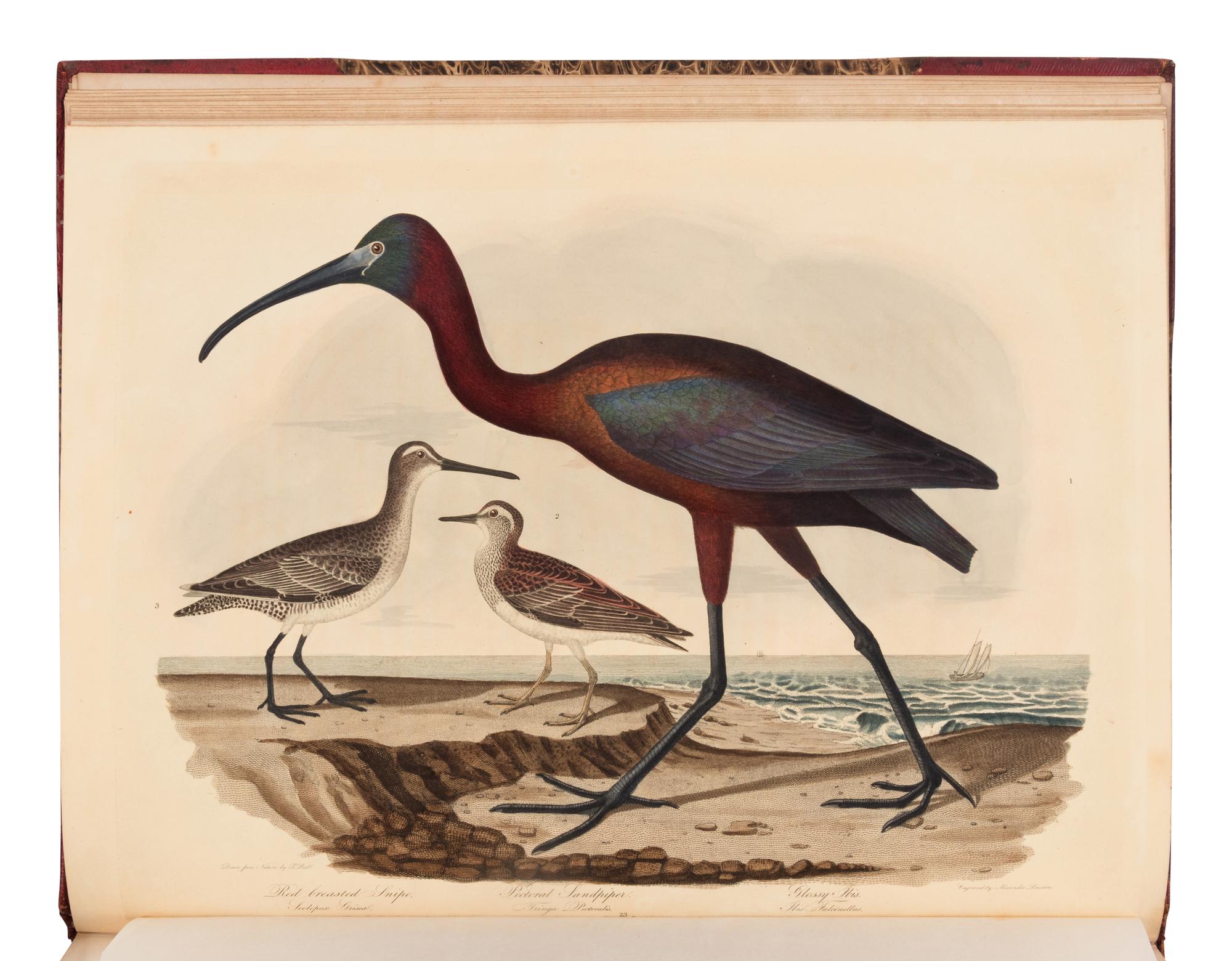 Wilson, Alexander. American Ornithology; or, The Natural History of the Birds of the United States . (With) Bonaparte, Charles Lucian. American Ornithology; Or, the Natural History of Birds Inhabiting the United States. Not Given by Wilson ...