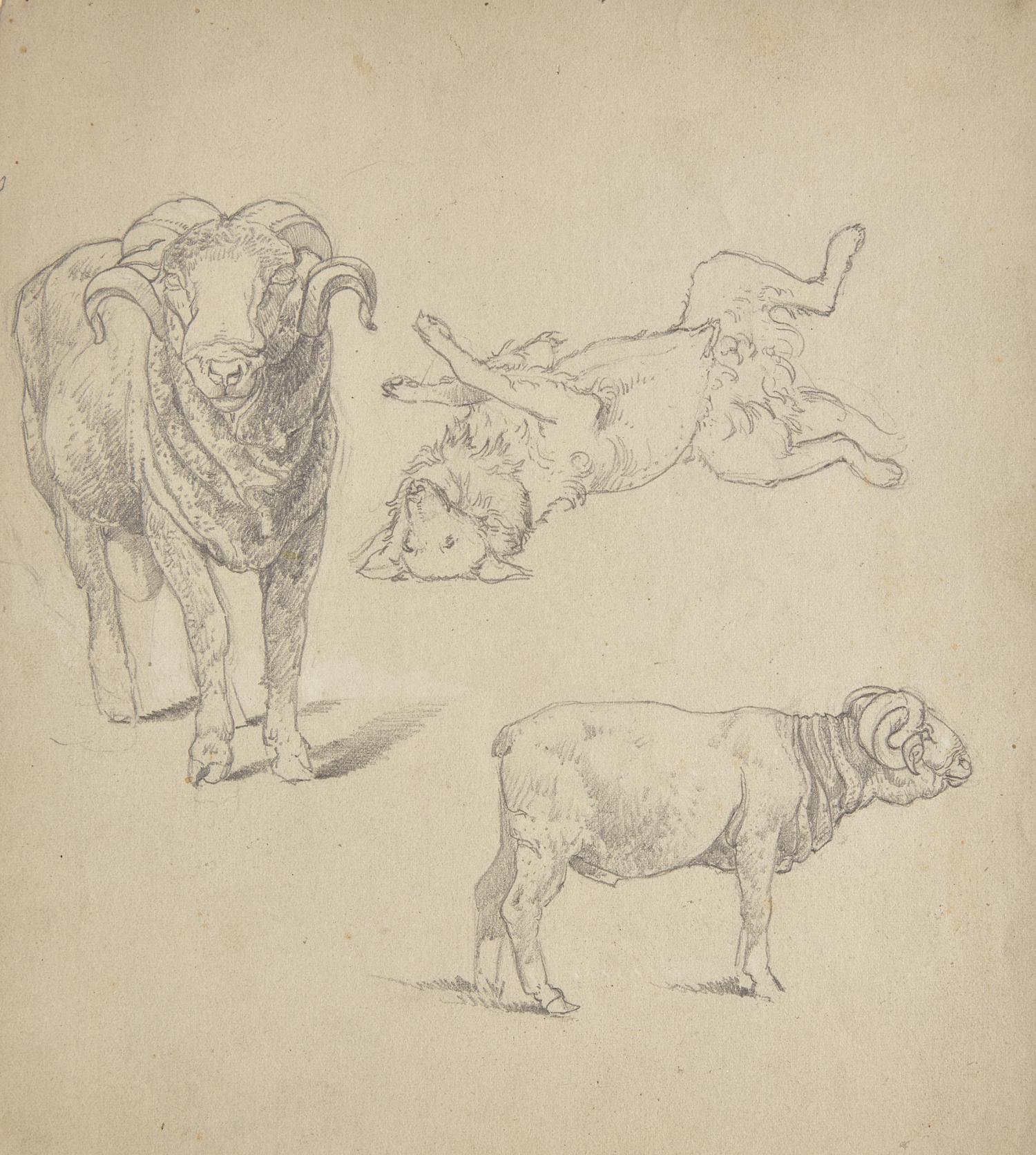 Farm Animal Studies: F older of Eighteen (18) Pencil Drawings