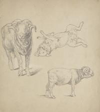 Farm Animal Studies: F older of Eighteen (18) Pencil Drawings