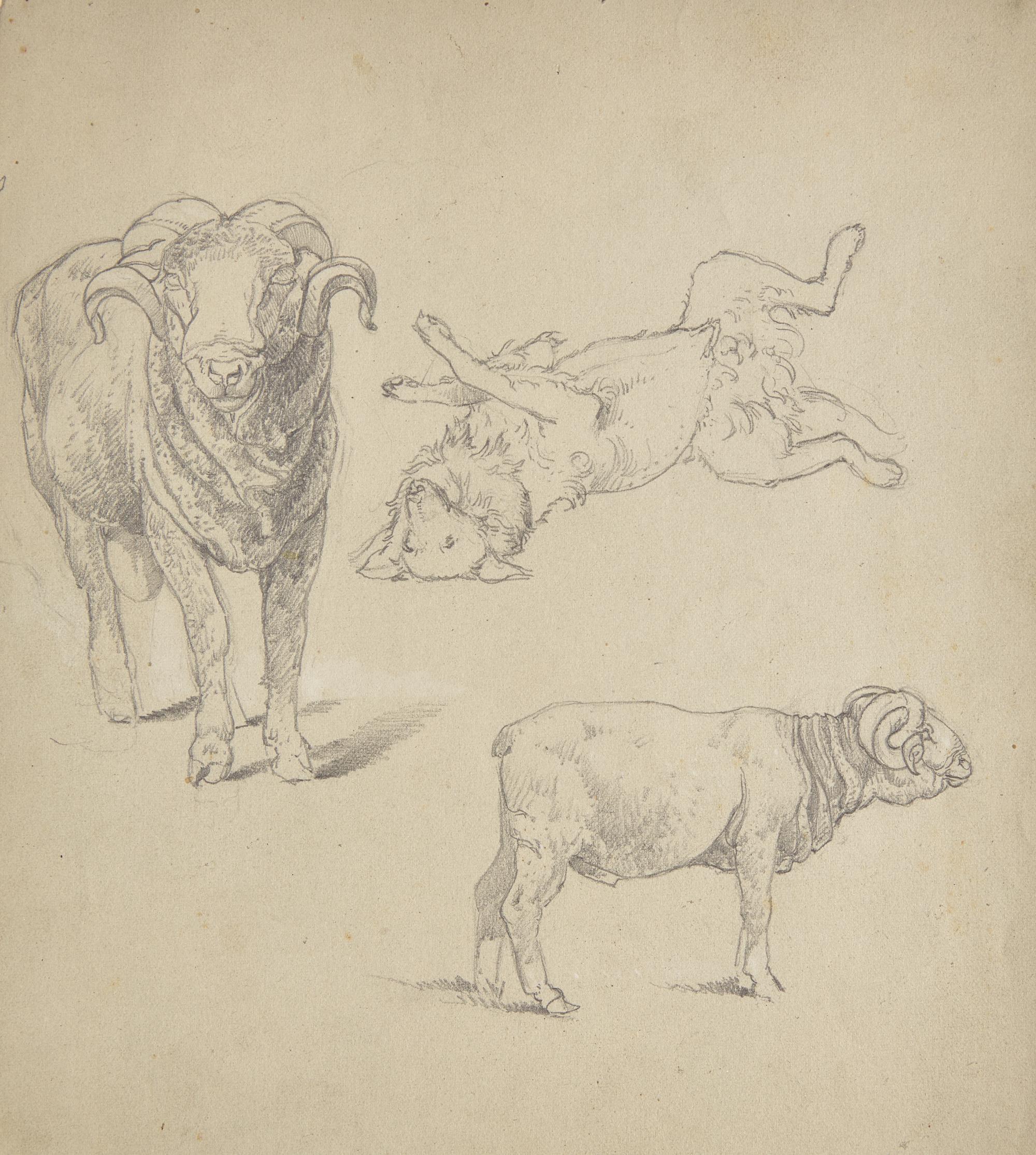 Farm Animal Studies: F older of Eighteen (18) Pencil Drawings