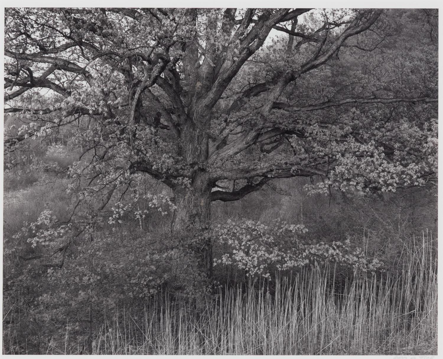 Oak Tree, Holmdel, New Jersey, 1970; printed 1980