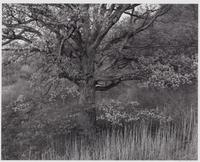 Oak Tree, Holmdel, New Jersey, 1970; printed 1980