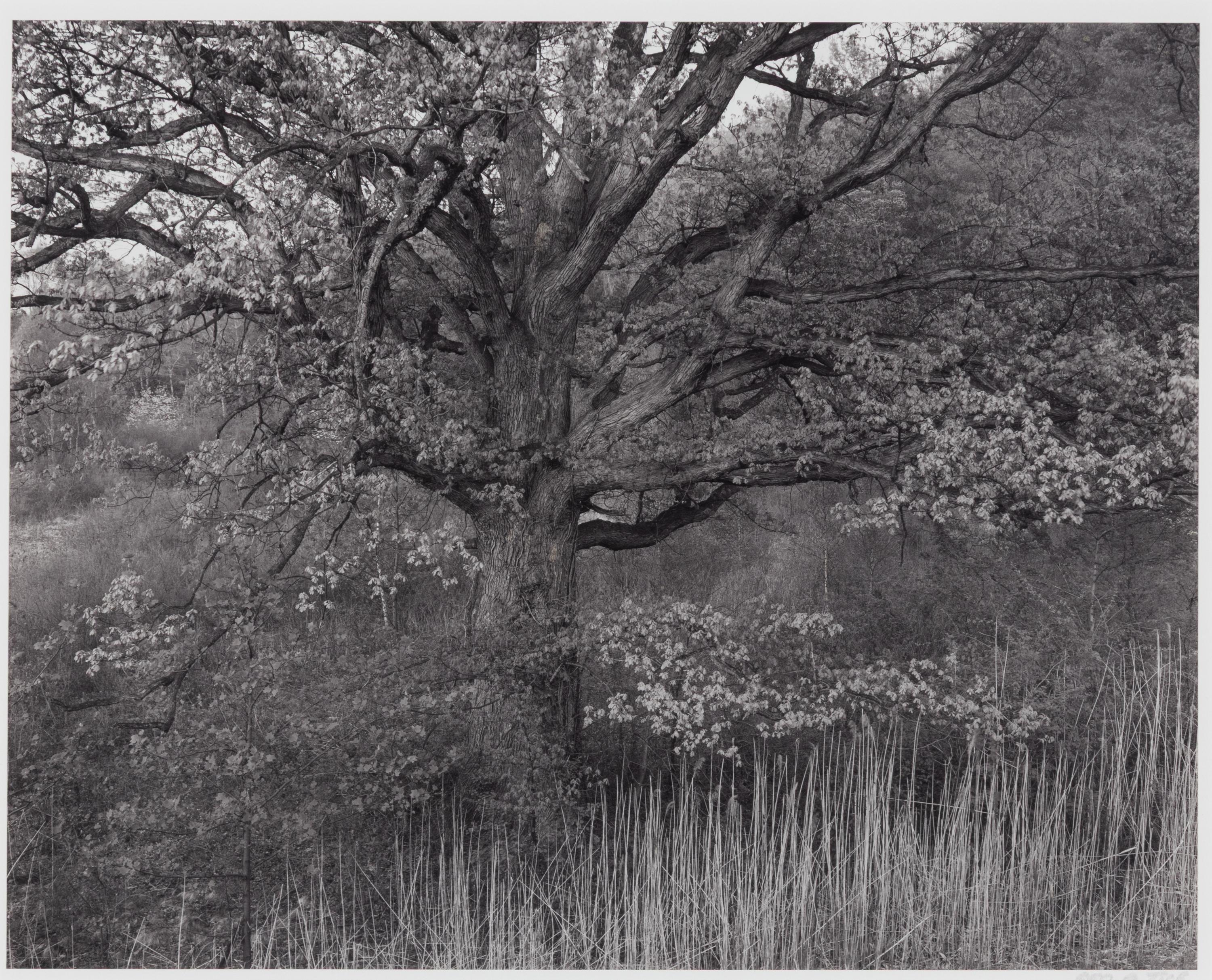 Oak Tree, Holmdel, New Jersey, 1970; printed 1980
