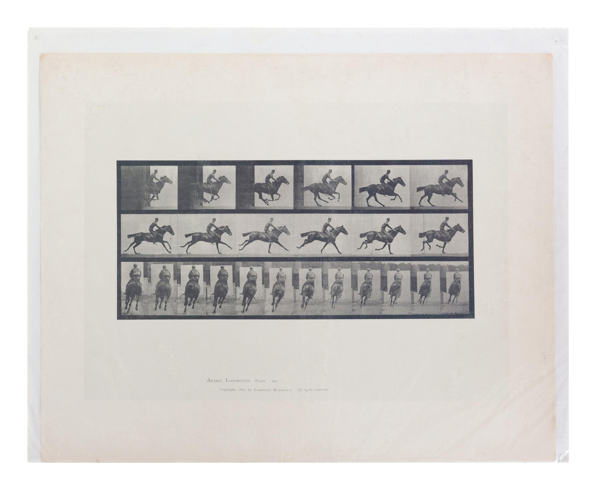 15 Plates from Animal Locomotion , 1887
