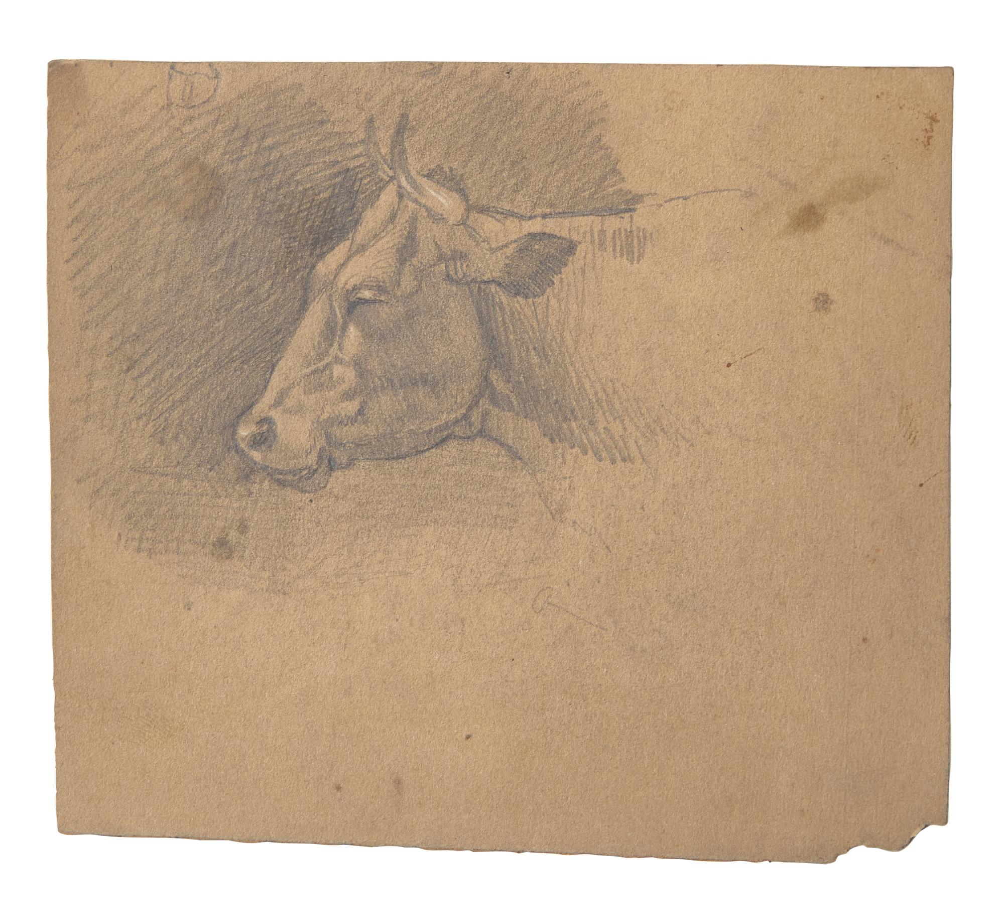 Farm Animal Studies: F older of Eighteen (18) Pencil Drawings