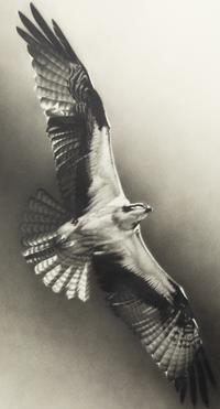 Osprey , 1996