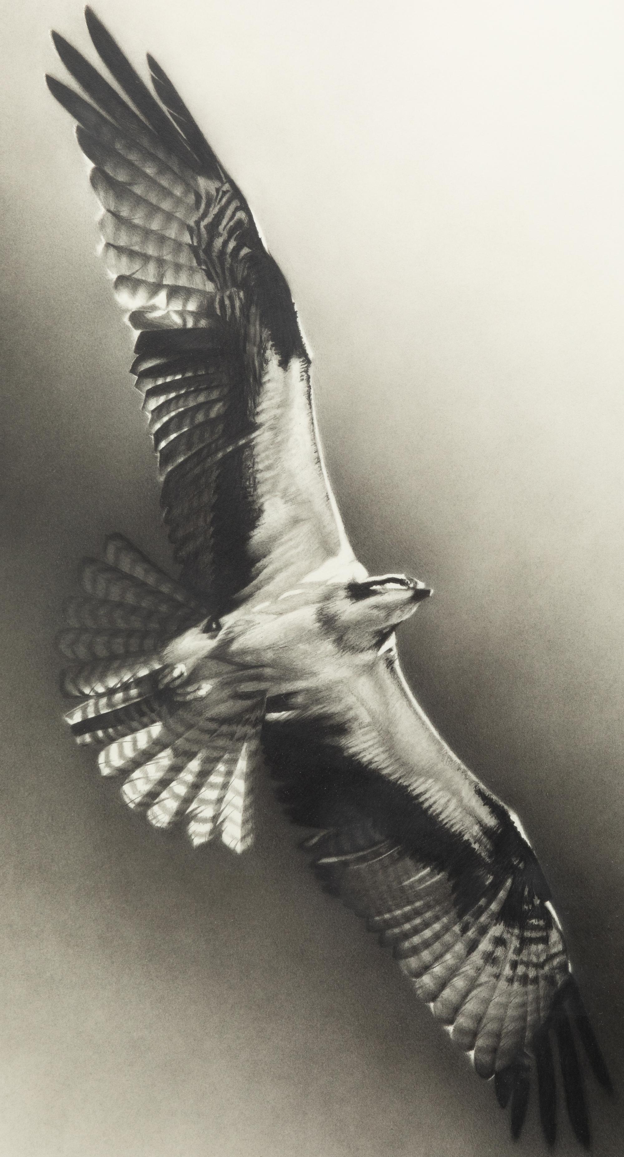 Osprey , 1996