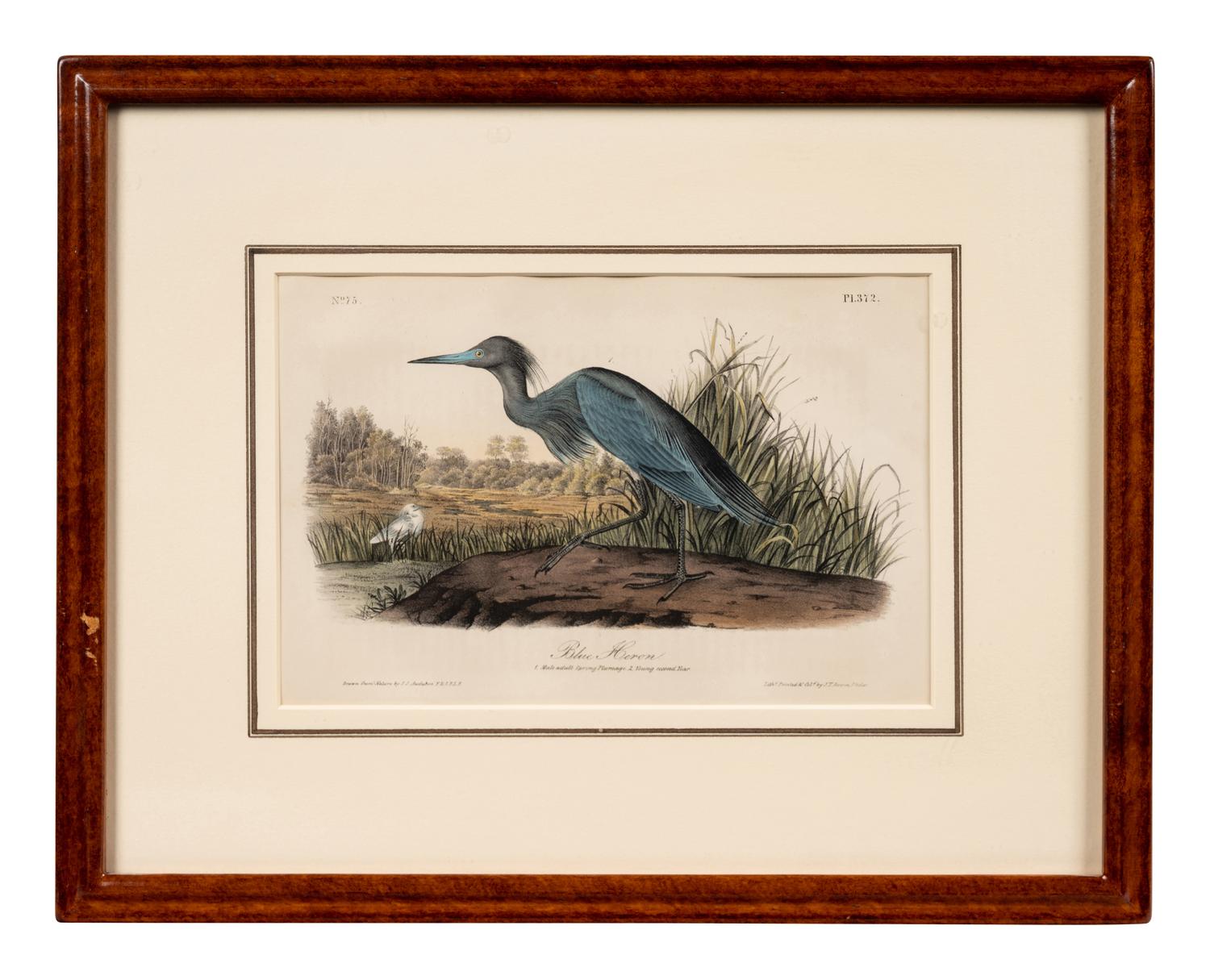 A Group of Four Prints of Aquatic Birds, after John James Audubon (1785-1851)