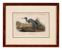 A Group of Four Prints of Aquatic Birds, after John James Audubon (1785-1851)