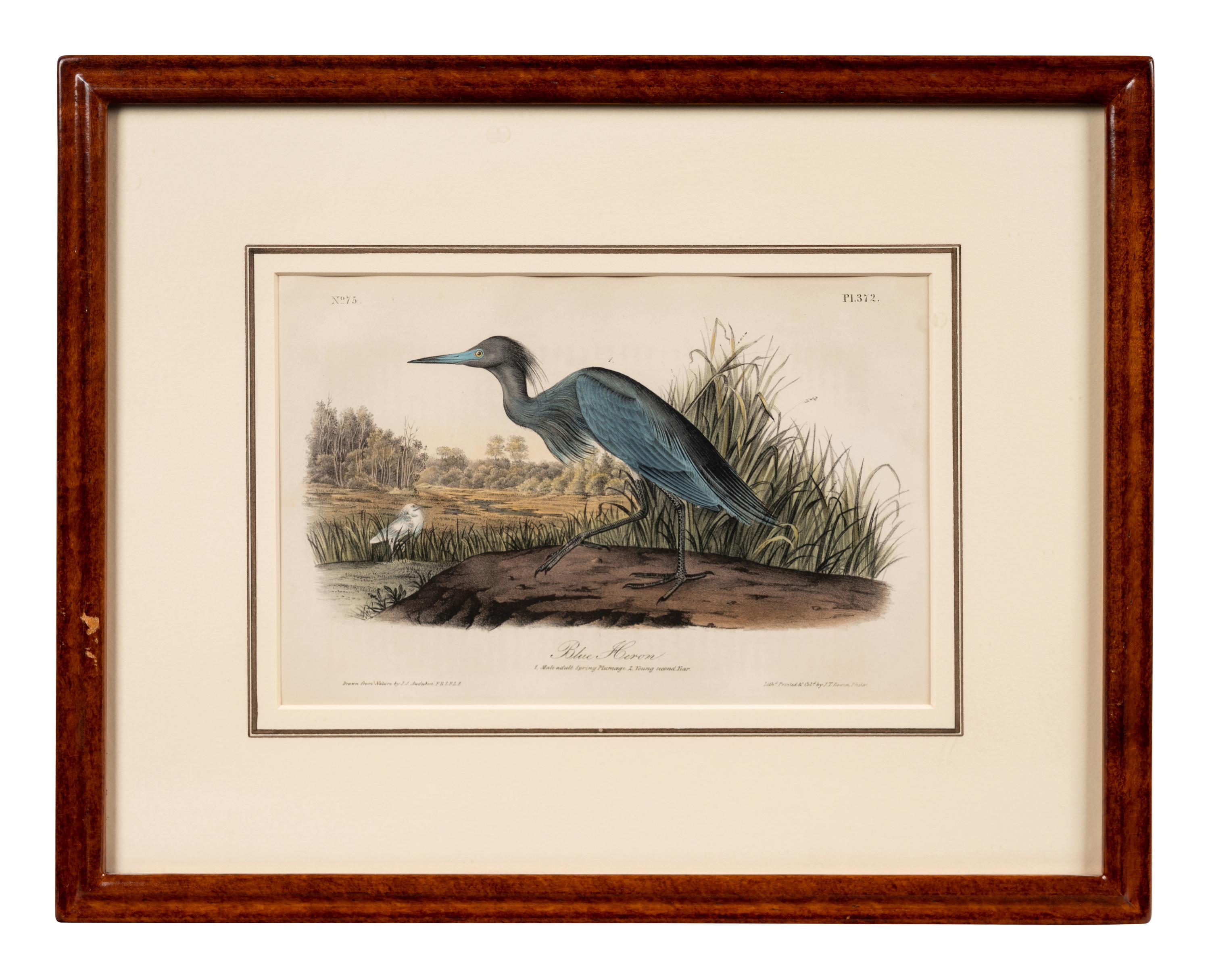 A Group of Four Prints of Aquatic Birds, after John James Audubon (1785-1851)