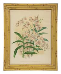 A Set of Twelve Framed Botanical Lithographs