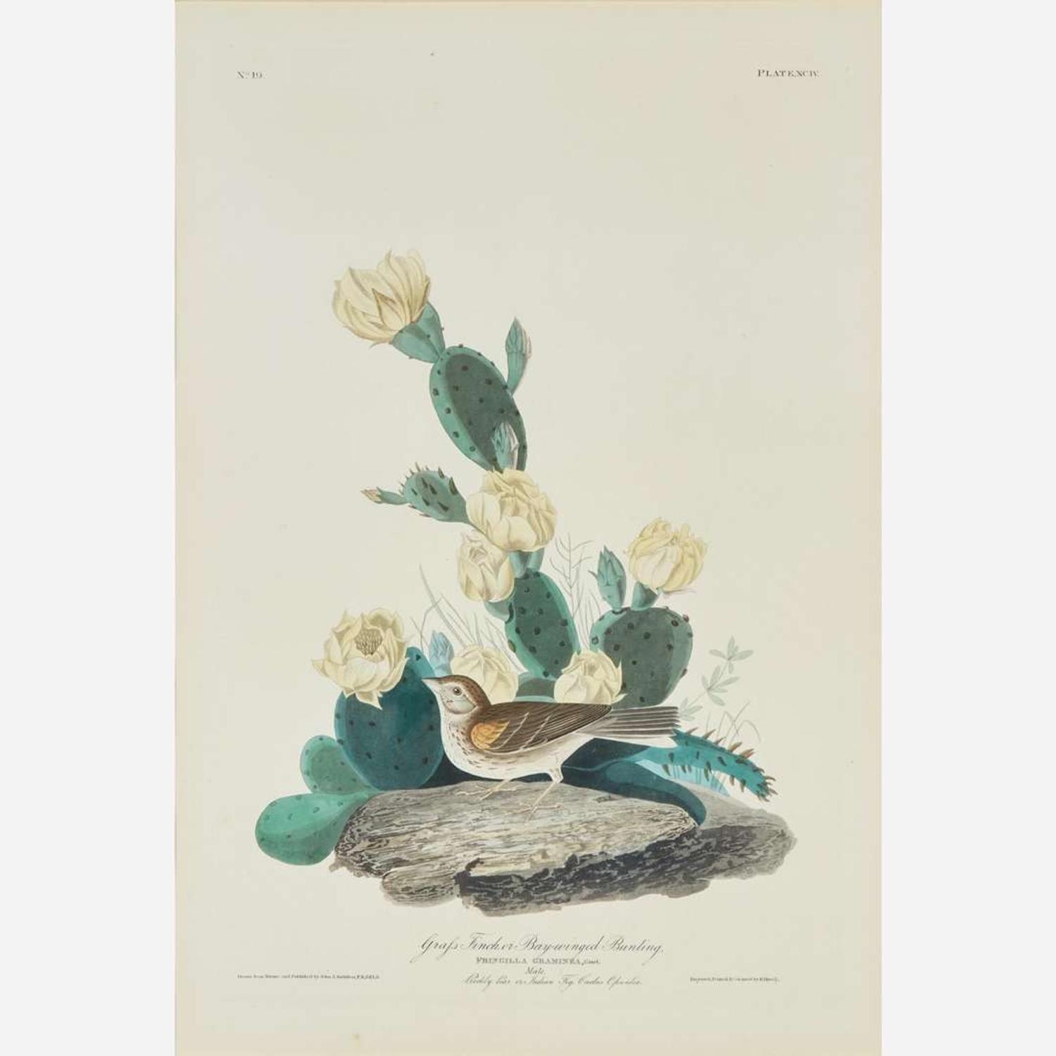 [Prints] Audubon, John James Grass Finch, or Bay-winged Bunting
