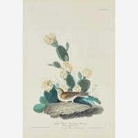 [Prints] Audubon, John James Grass Finch, or Bay-winged Bunting