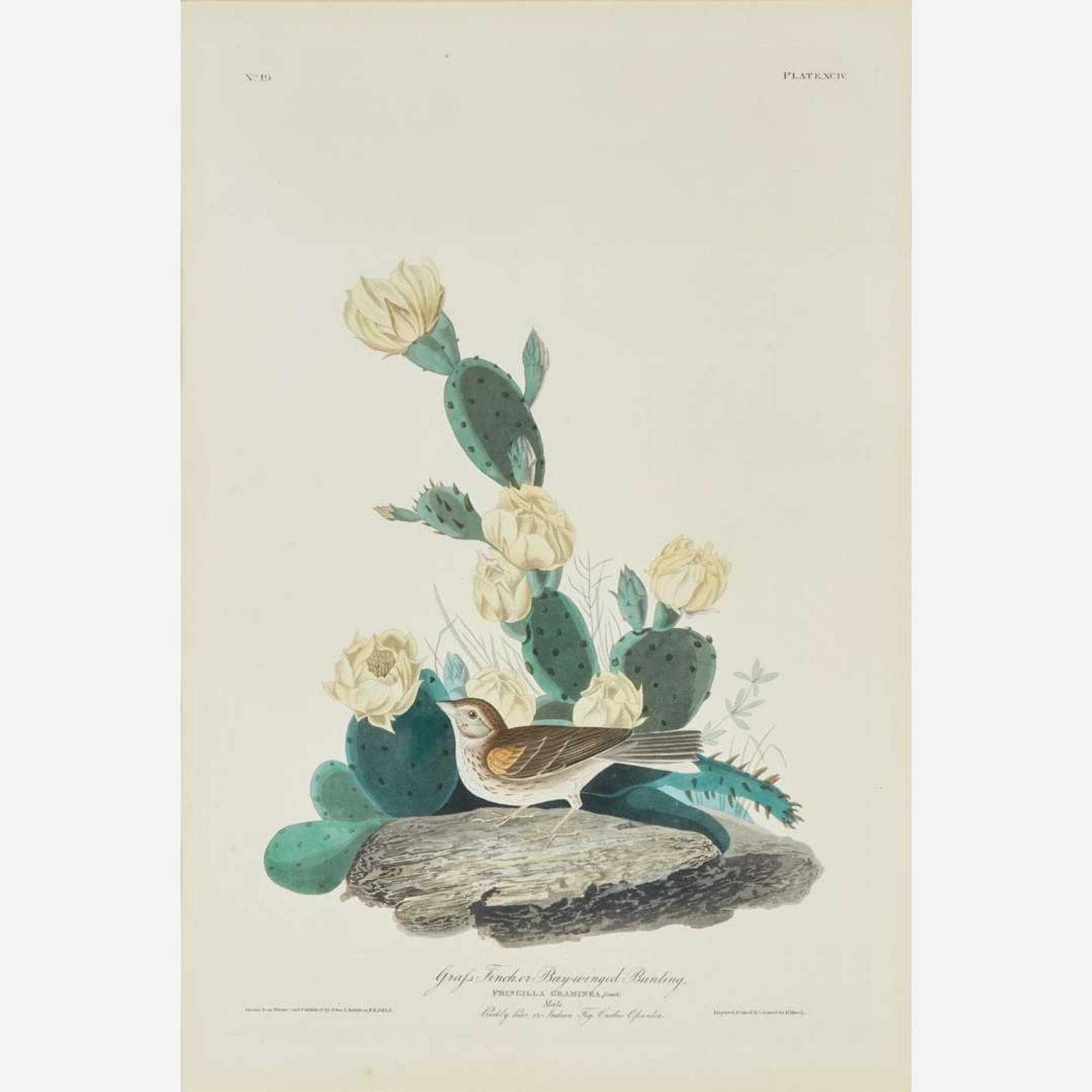 [Prints] Audubon, John James Grass Finch, or Bay-winged Bunting