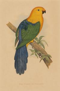 William Thomas Greene (English, 19th Century) — Parrots in Captivity (six plates, after Alexander F. Lydon)