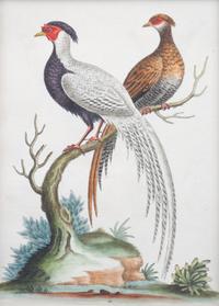 A Set of Eight Hand-Colored Engravings After George Edwards (British, 1694-1773) — LATE 19TH CENTURY