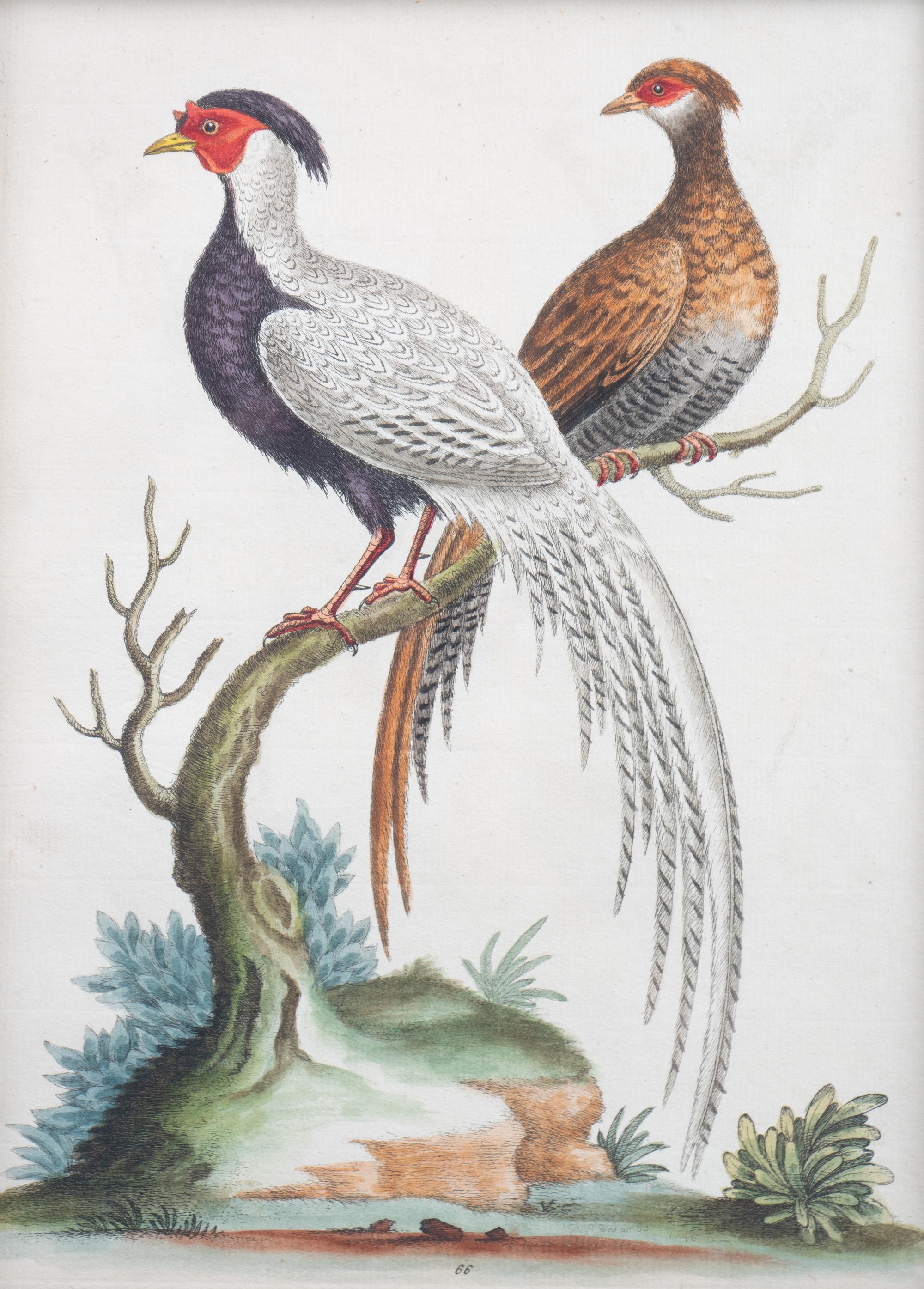 A Set of Eight Hand-Colored Engravings After George Edwards (British, 1694-1773) — LATE 19TH CENTURY