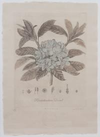 Three Botanical Engraving Reproductions Height 23 1/2 x width 16 1/2 inches. — 20TH CENTURY