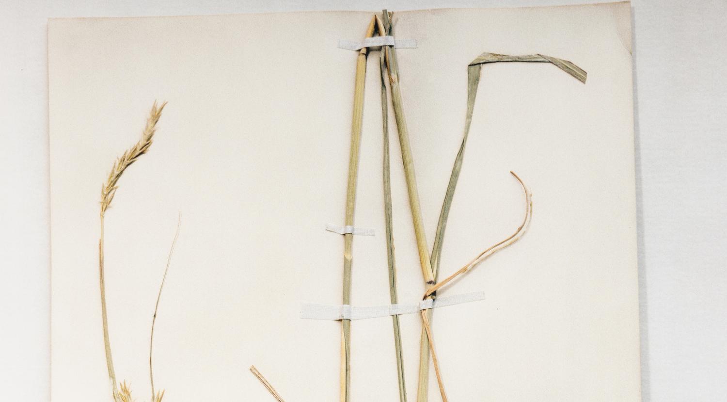 Field Museum, Andropogon, July 24, 1893 , 1999